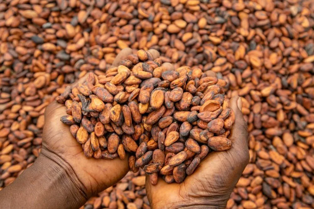 Cacao — origine Côte d'Ivoire, qualité export ENASSEY COMMODITIES