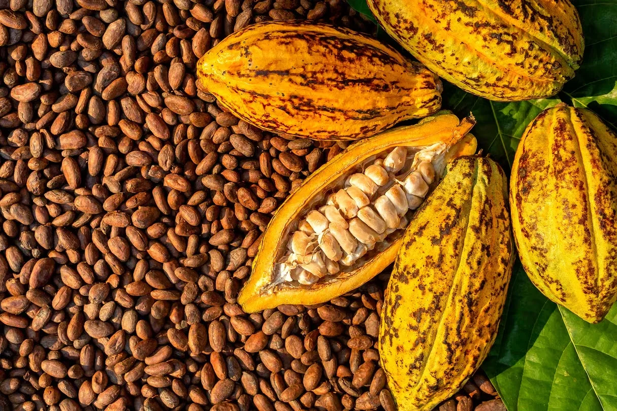 Cabosses et fèves de cacao — ENASSEY COMMODITIES